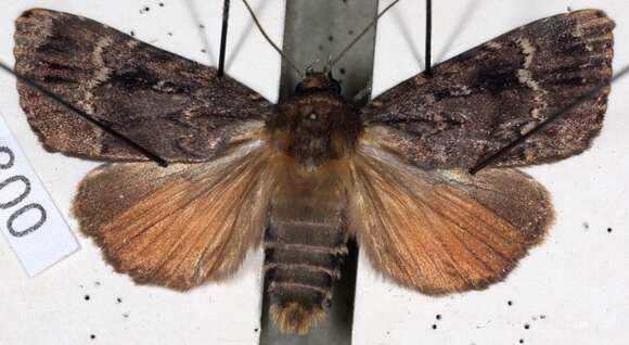 Image of copper underwing