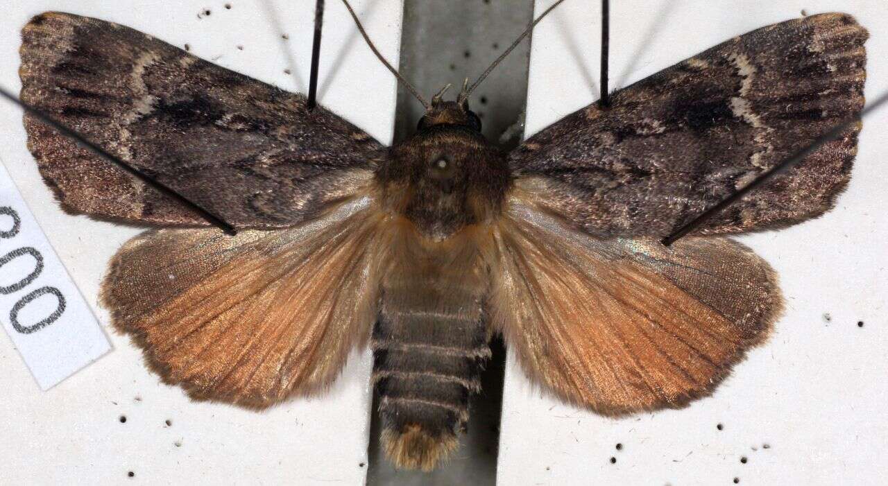 Image of copper underwing