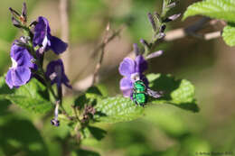 Image of Dilemma Orchid Bee