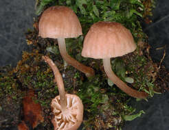 Sivun Mycena oculisnymphae Desjardin, B. A. Perry & Stevani 2016 kuva