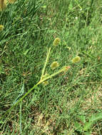 Image of pine barren flatsedge