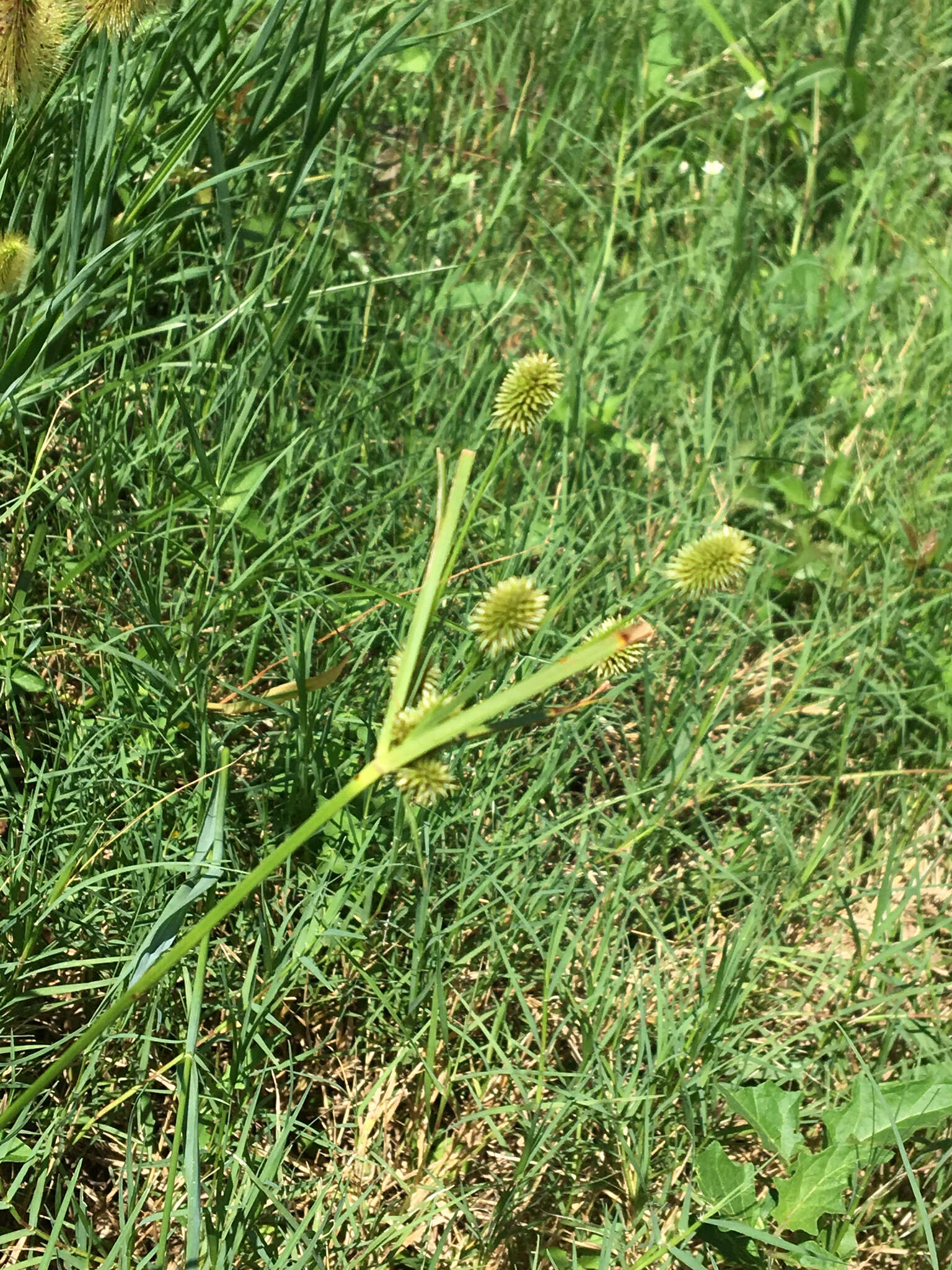 Image of pine barren flatsedge