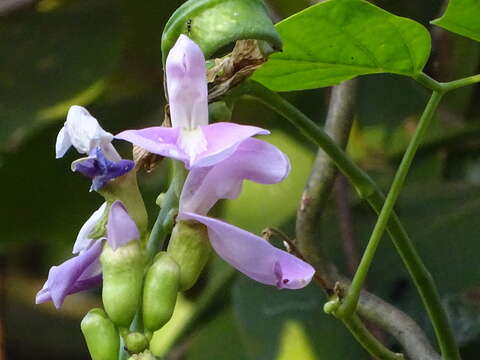 Imagem de Canavalia ensiformis (L.) DC.