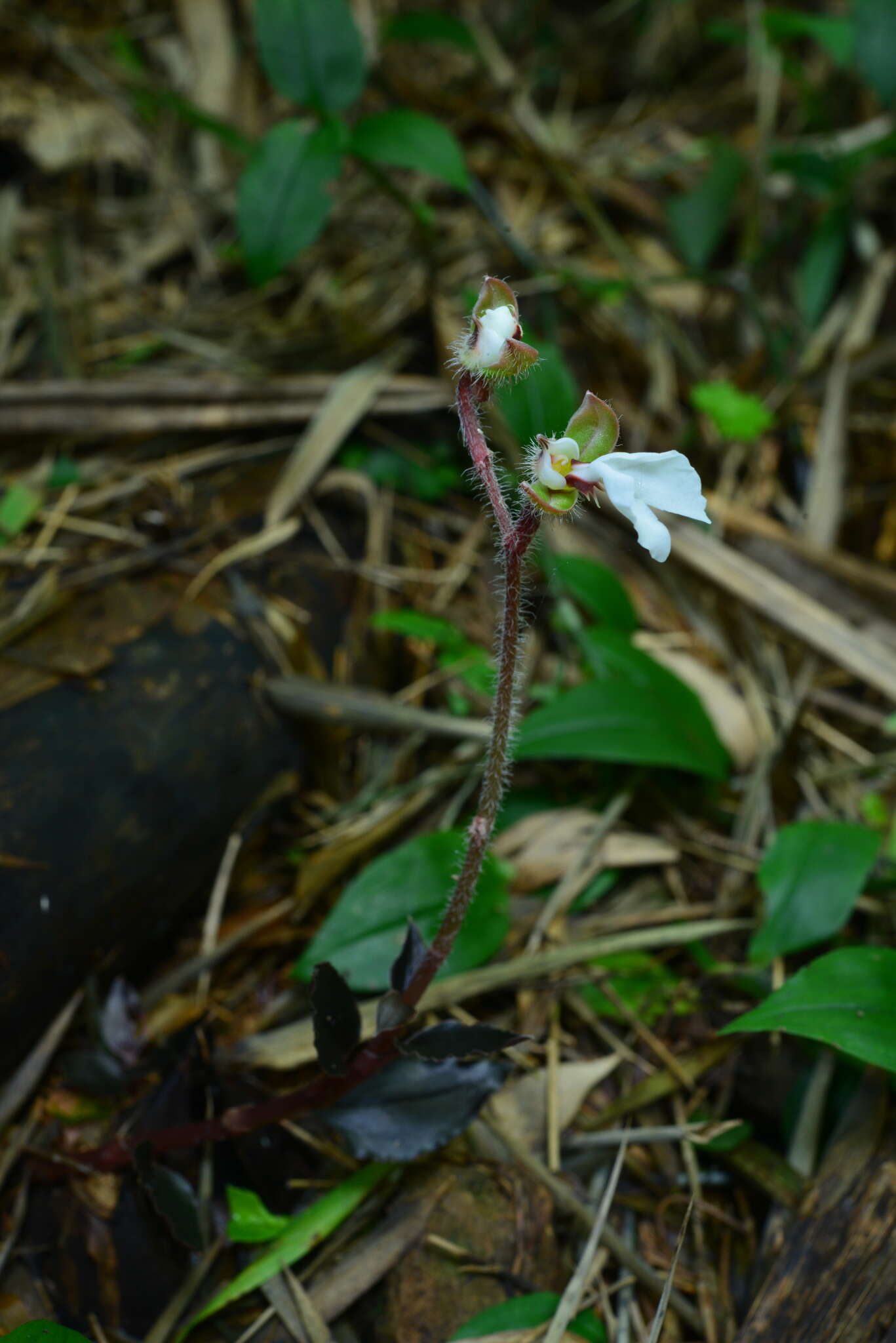 Image of Odontochilus elwesii C. B. Clarke ex Hook. fil.