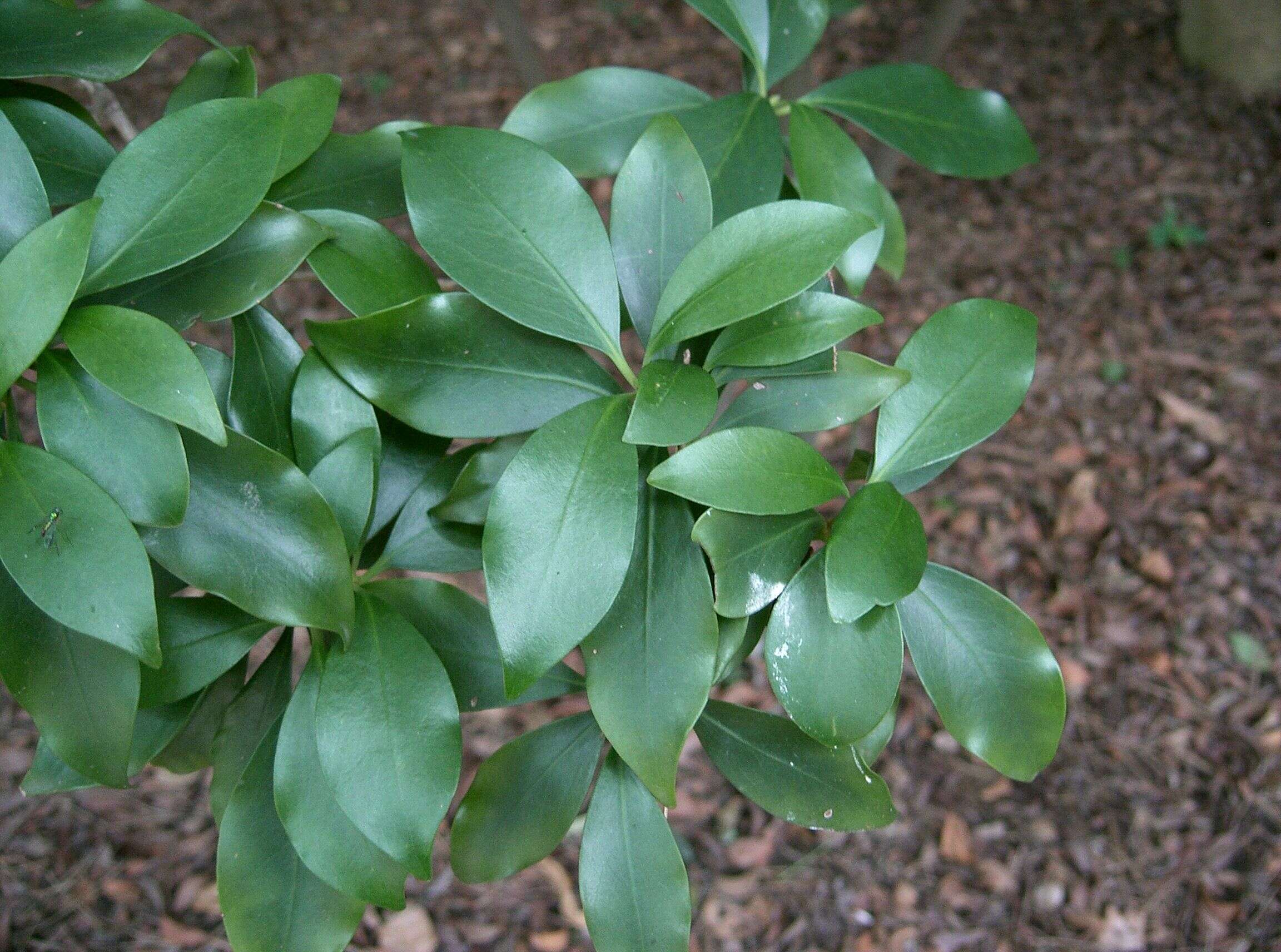 Imagem de Illicium anisatum L.