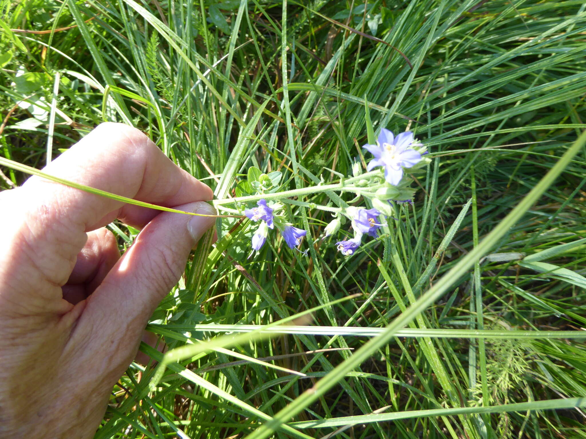 Image of western polemonium