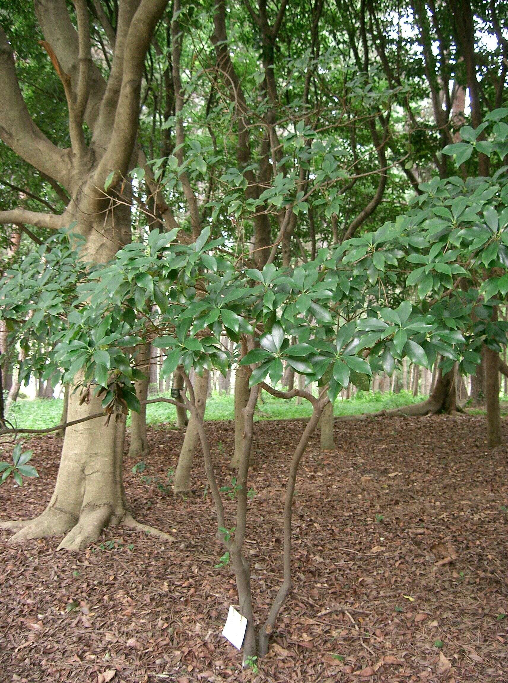 Imagem de Illicium anisatum L.