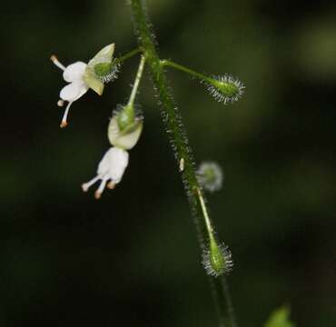 Image of enchanter's nightshade