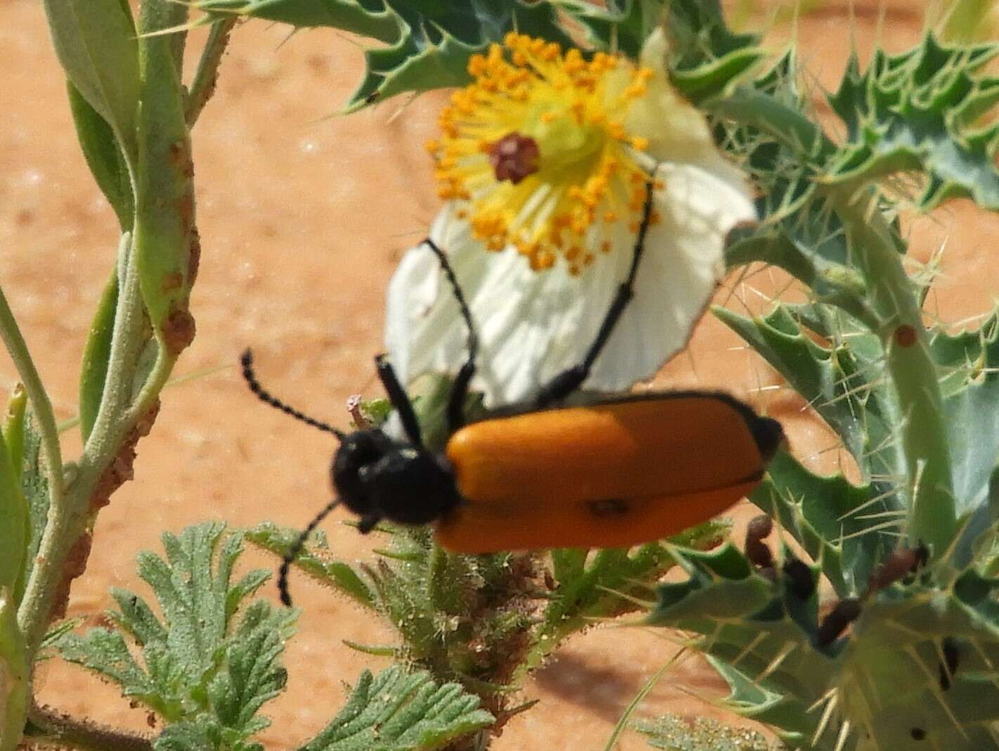 Image of Blister Beetle