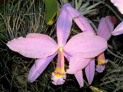 Image of Jonghe's Cattleya