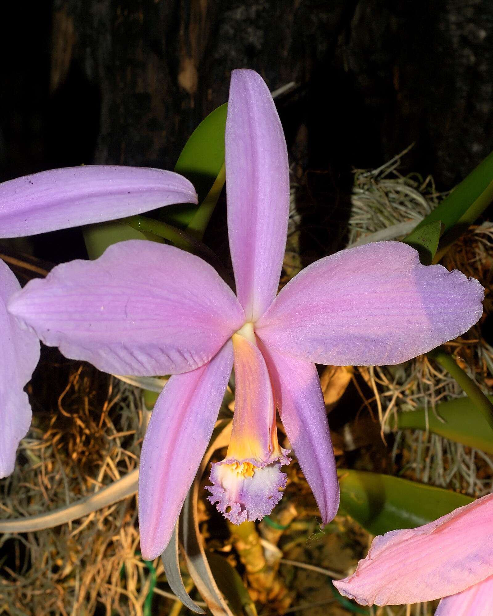 Image of Jonghe's Cattleya