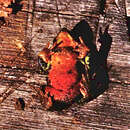 Image of Arthur's Stubfoot Toad