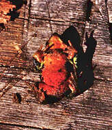 Image of Arthur's Stubfoot Toad