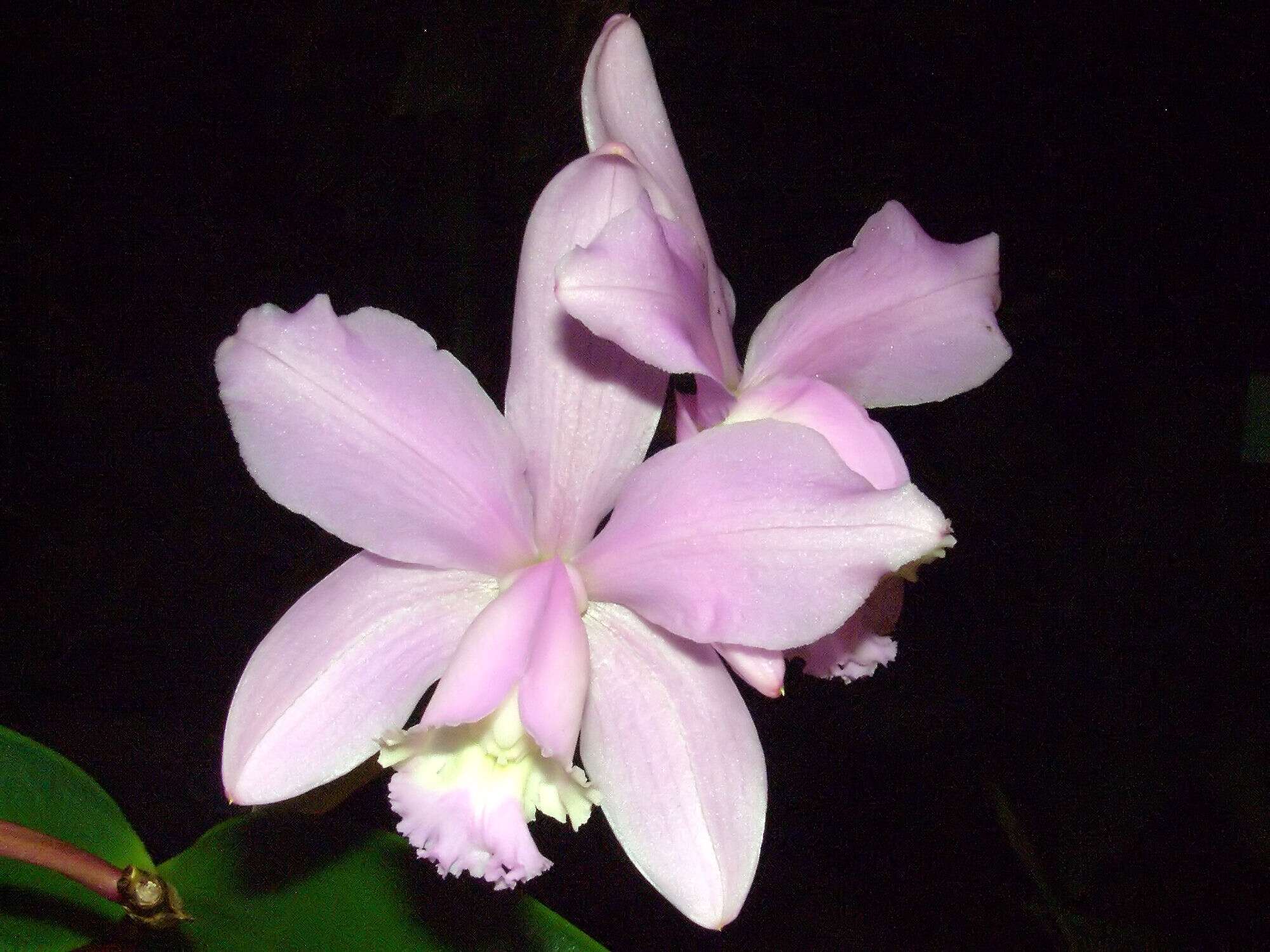 Image of Cattleya loddigesii Lindl.