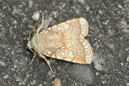 Image of Heart Moth