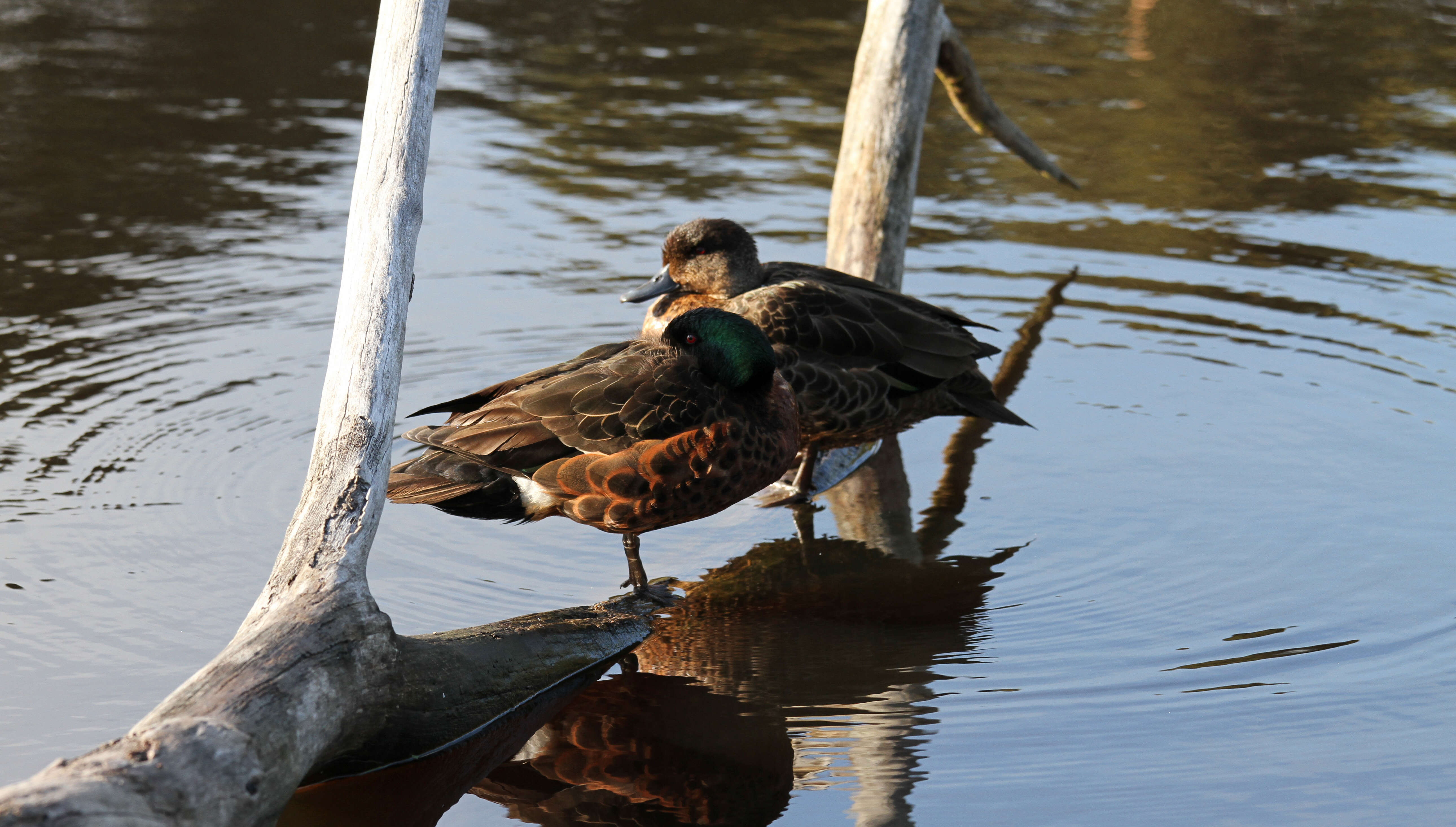 Image of Chestnut Teal