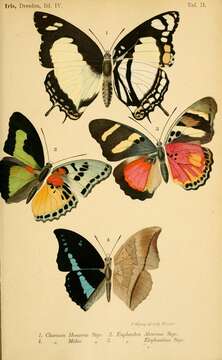 Imagem de Charaxes nobilis Druce 1873