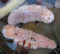 Image of Orange Sea Cucumber