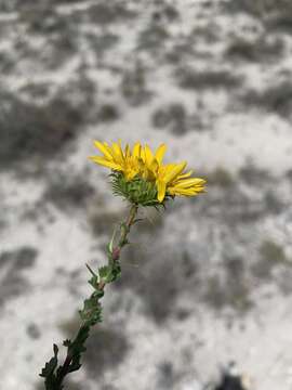 Image of Grindelia inuloides Willd.