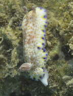 Image of Pale gold and purple slug