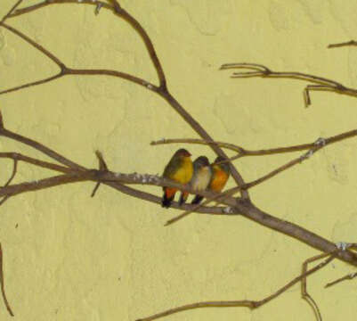 Image of Orange-breasted Waxbill