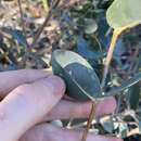 Sivun Eucalyptus eudesmioides F. Müll. kuva