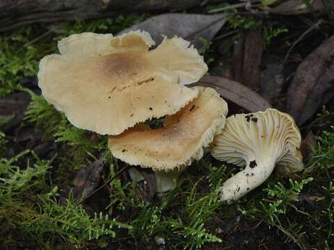 Image of Hygrocybe austropratensis A. M. Young 1999