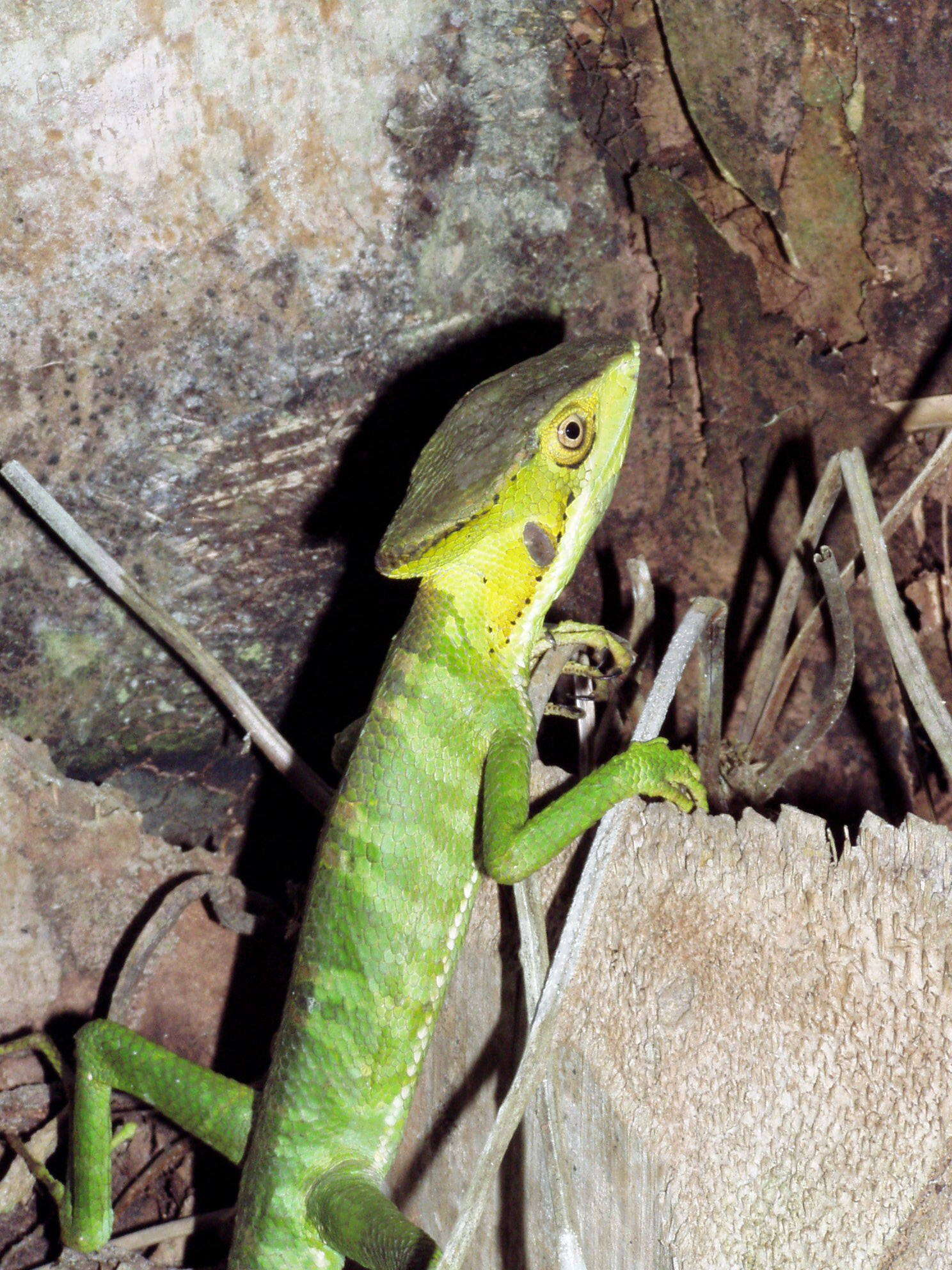 Image of Eastern Casquehead Iguana