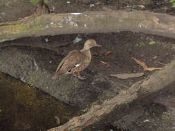 Image of Bernier's Teal