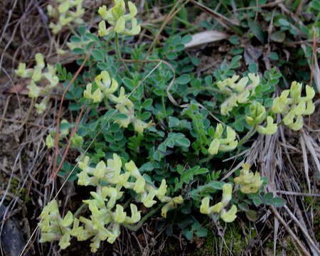 Imagem de Astragalus villosus Michx.