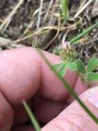 Image of knotted clover