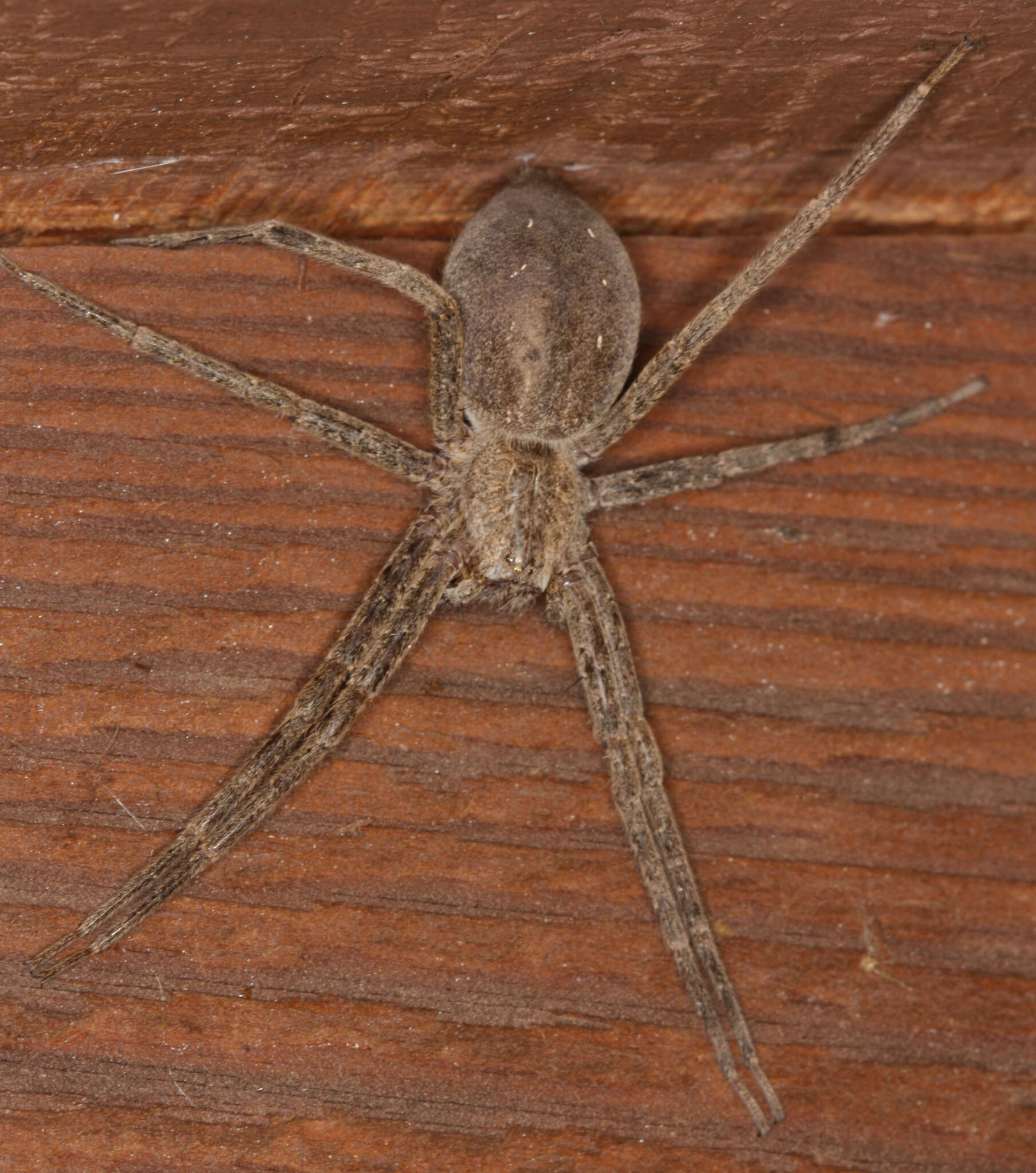 Image of Nursery Web Spider