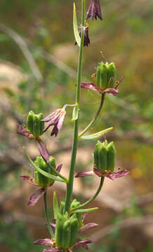 Image of Fritillaria persica L.