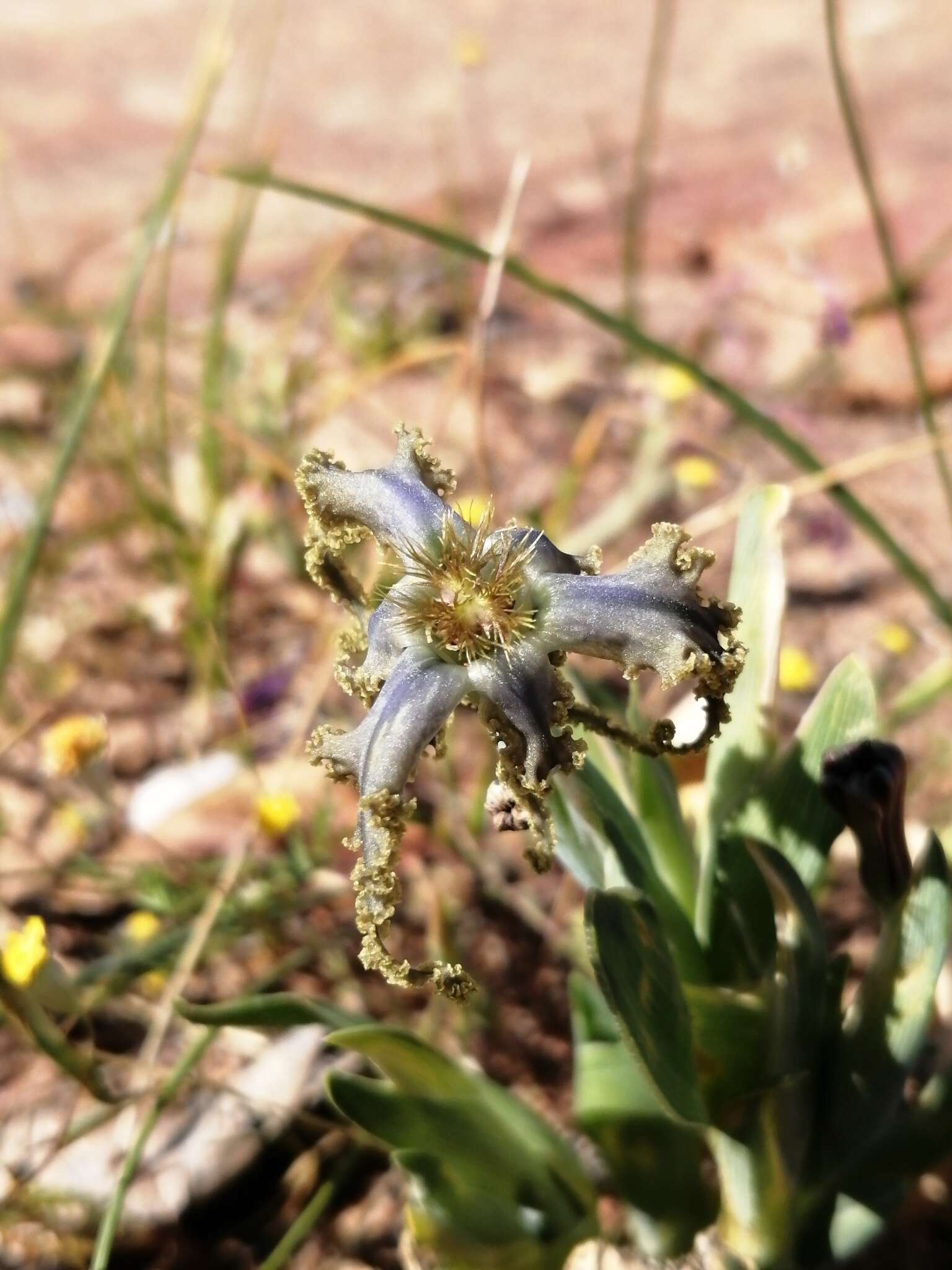 Image of Ferraria uncinata Sweet