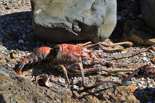 Image of Longlegged Spiny Lobster