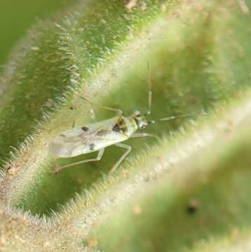 Image of Tupiocoris notatus (Distant 1893)