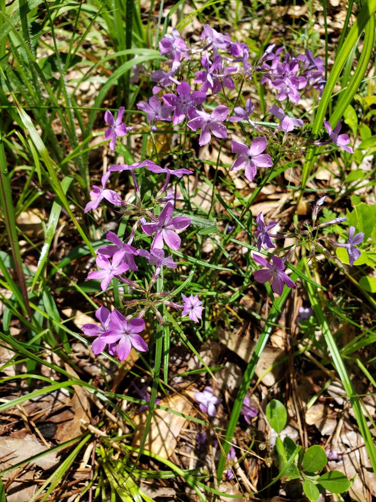 Sivun Phlox pilosa subsp. pilosa kuva