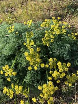 Image of <i>Lomatium papilioniferum</i> J. A. Alexander & W. Whaley