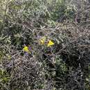 Image of yellow twining snapdragon