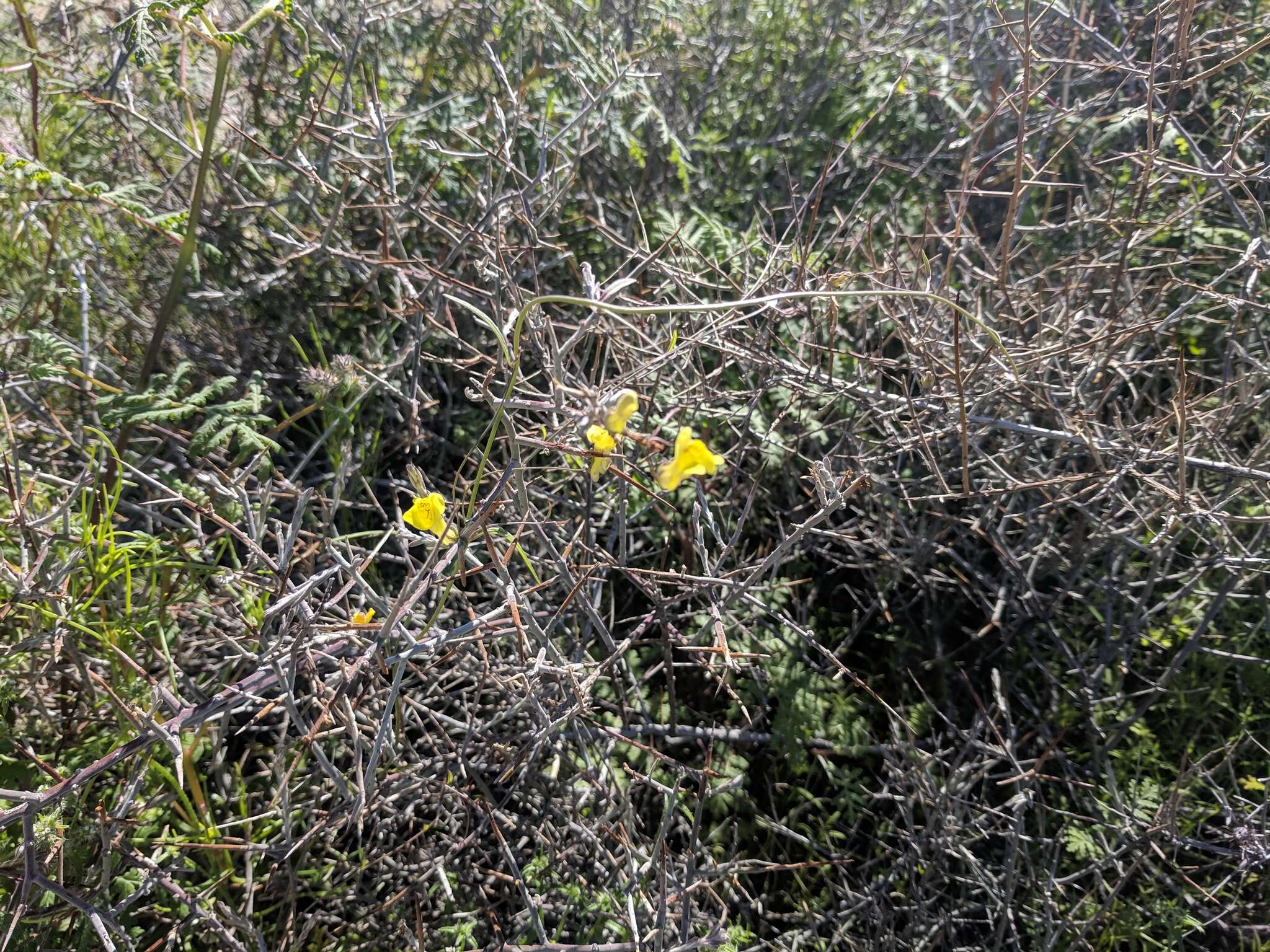 Image of yellow twining snapdragon