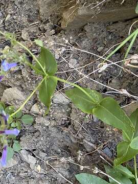 Image of Siskiyou beardtongue