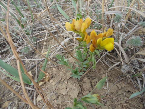 Image of prairie thermopsis