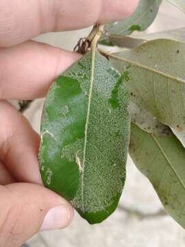 صورة Licania tomentosa (Benth.) Fritsch.