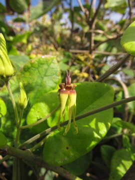 Image of Oxypetalum banksii Schult.