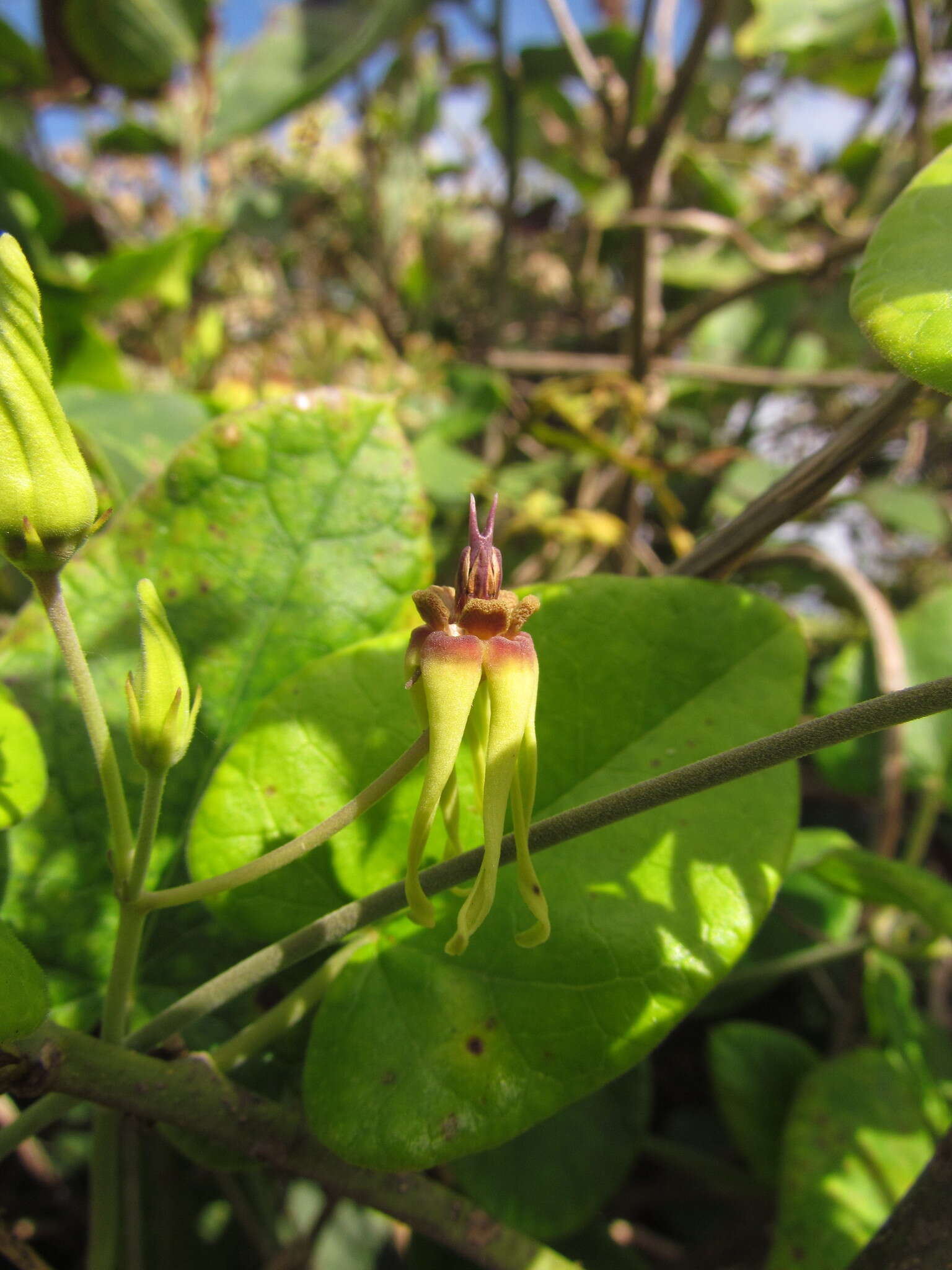 Image of Oxypetalum banksii Schult.