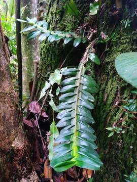 Image of Dichaea morrisii Fawc. & Rendle