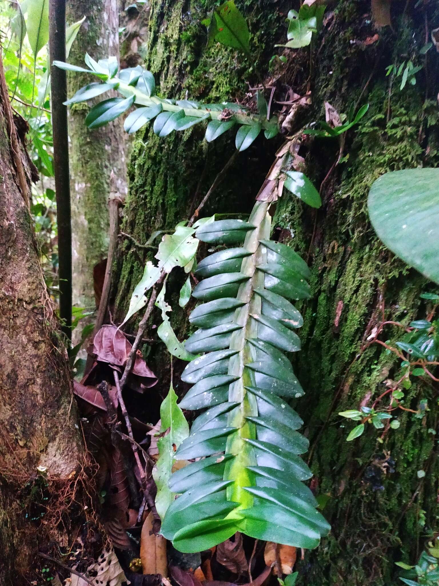 Dichaea morrisii Fawc. & Rendle的圖片