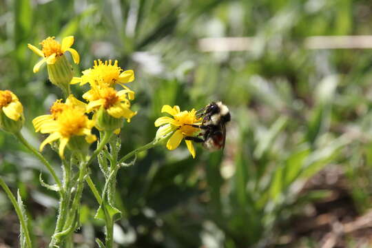 Image of Forest Bumble Bee