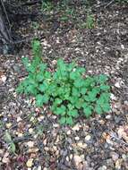 Image of shiny biscuitroot