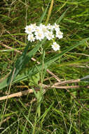 Sivun Achillea acuminata (Ledeb.) Sch. Bip. kuva